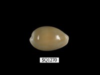 藏品(金環寶螺)的圖片